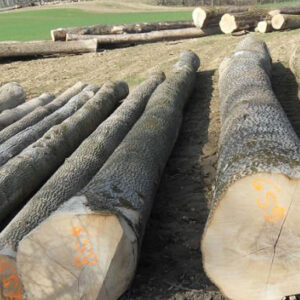 ASH-LOGS.jpg