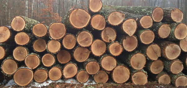 Scogs Logs Oak Logs - Falkirk Timber Ltd