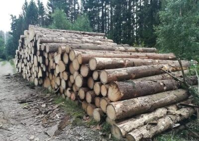 Spruce Logs